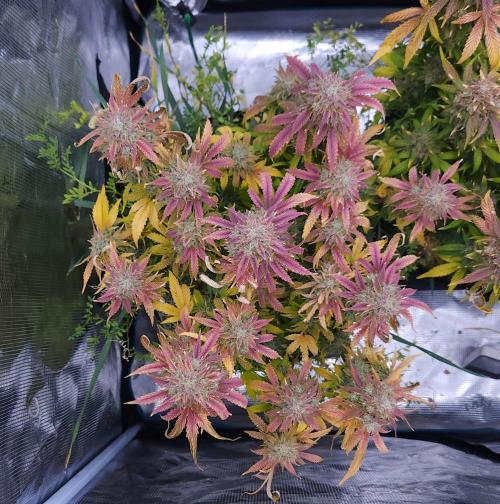 Night Owl LSO/Organics !. Week 11 - Chem 'N' Kush (Day 73)