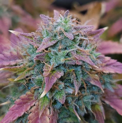 Night Owl LSO/Organics !. Week 11 - Chem 'N' Kush (Day 73)