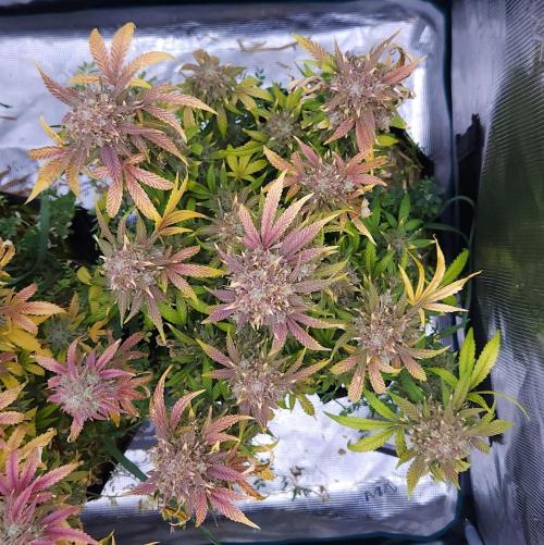 Night Owl LSO/Organics !. Week 11 - Instant Classik (Day 73)