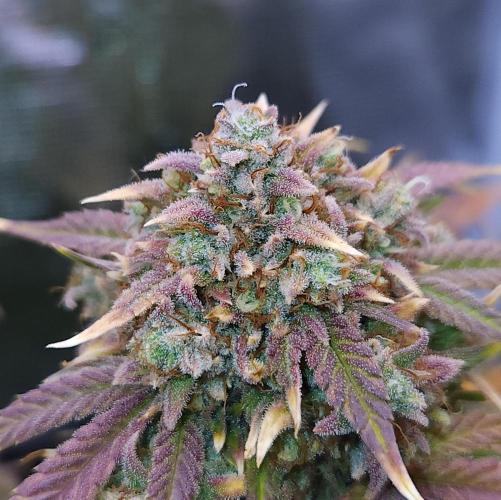 Night Owl LSO/Organics !. Week 11 - Instant Classik (Day 73)