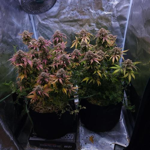 Night Owl LSO/Organics !. Week 11 - 07/13/26