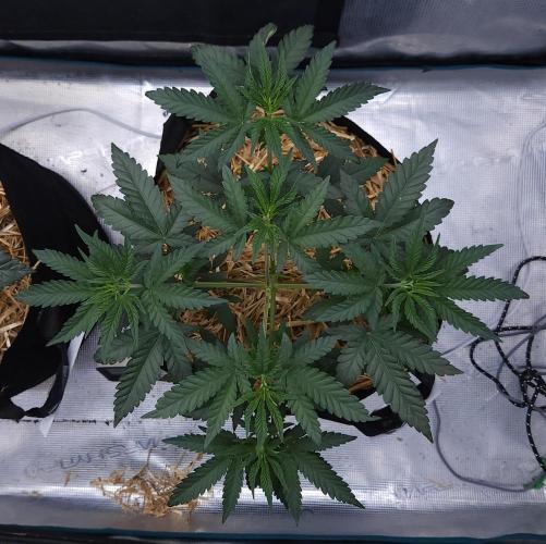 Romdog/Garlic Fever LSO + Organics !. Week 4 - Romdog (Day 26)