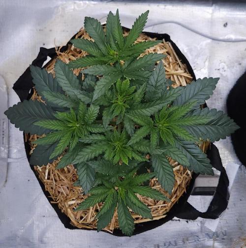 Romdog/Garlic Fever LSO + Organics !. Week 4 - Garlic Fever (Day 26)