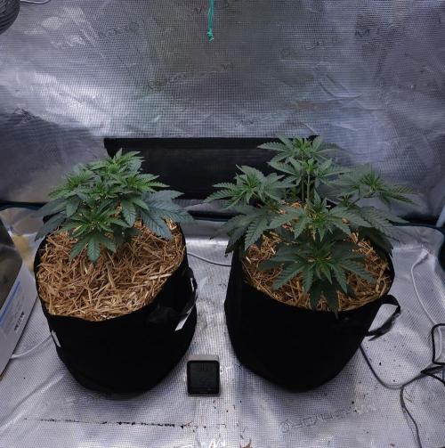 Romdog/Garlic Fever LSO + Organics !. Week 4 - 07/14/26