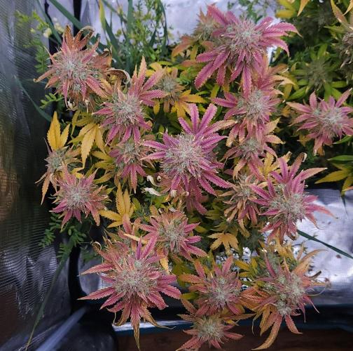 Night Owl LSO/Organics !. Week 11 - Chem 'N' Kush (Day 74)