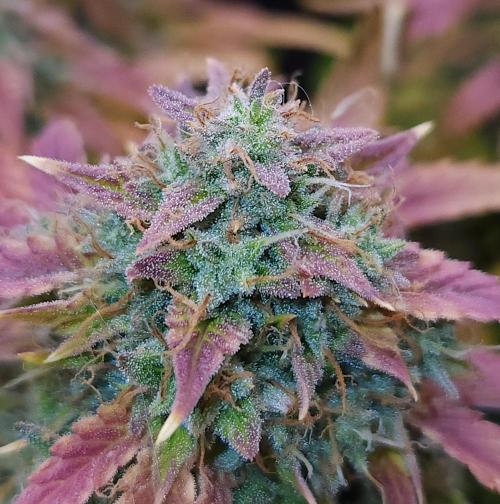 Night Owl LSO/Organics !. Week 11 - Chem 'N' Kush (Day 74)