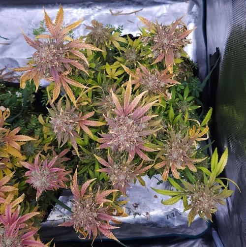 Night Owl LSO/Organics !. Week 11 - Instant Classik (Day 74)