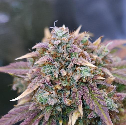 Night Owl LSO/Organics !. Week 11 - Instant Classik (Day 74)
