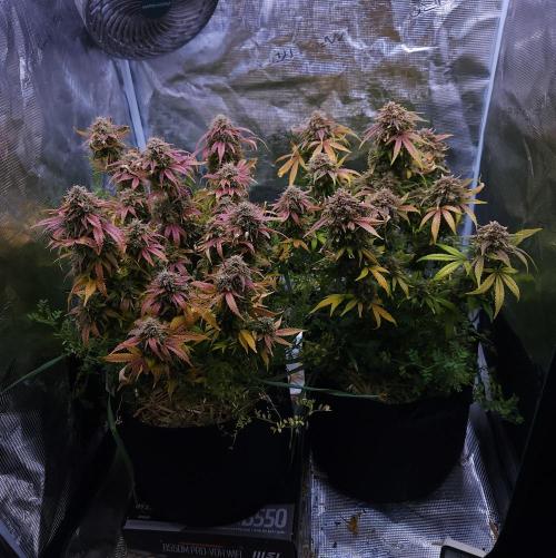 Night Owl LSO/Organics !. Week 11 - 07/14/26