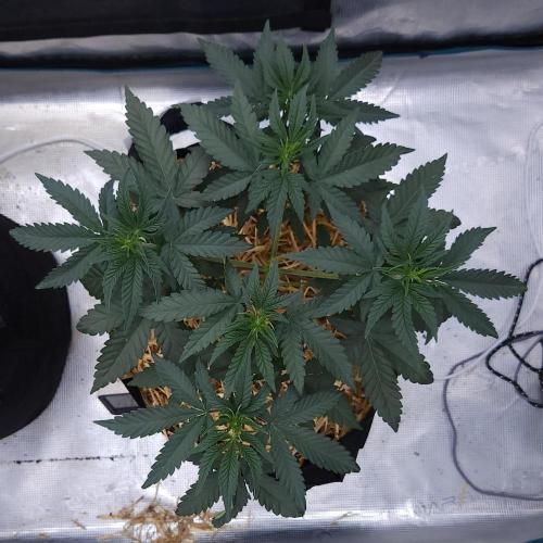 Romdog/Garlic Fever LSO + Organics !. Week 4 - Romdog (Day 27)