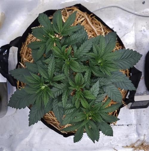 Romdog/Garlic Fever LSO + Organics !. Week 4 - Garlic Fever (Day 27)