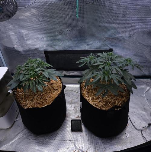 Romdog/Garlic Fever LSO + Organics !. Week 4 - 07/15/26