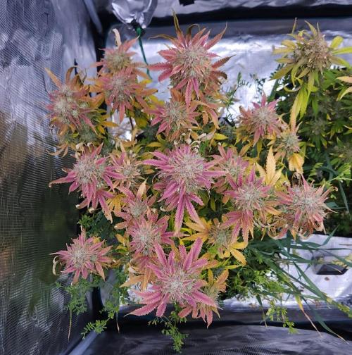 Night Owl LSO/Organics !. Week 11 - Chem 'N' Kush (Day 75)
