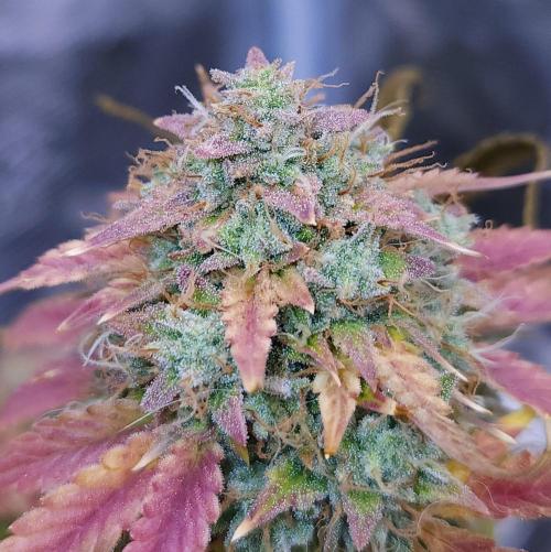 Night Owl LSO/Organics !. Week 11 - Chem 'N' Kush (Day 75)
