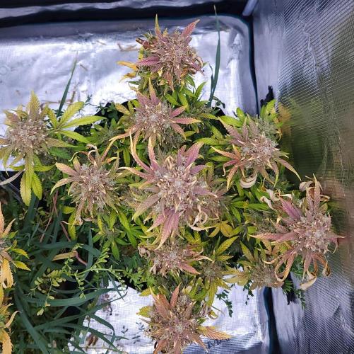 Night Owl LSO/Organics !. Week 11 - Instant Classik (Day 75)