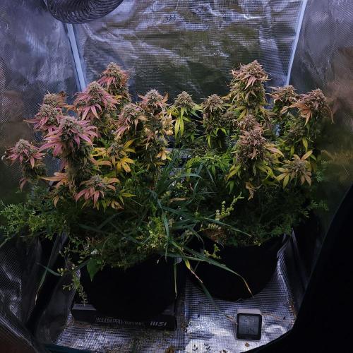 Night Owl LSO/Organics !. Week 11 - 07/15/26