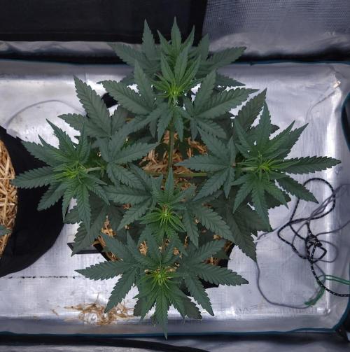 Romdog/Garlic Fever LSO + Organics !. Week 5 - Romdog (Day 28)