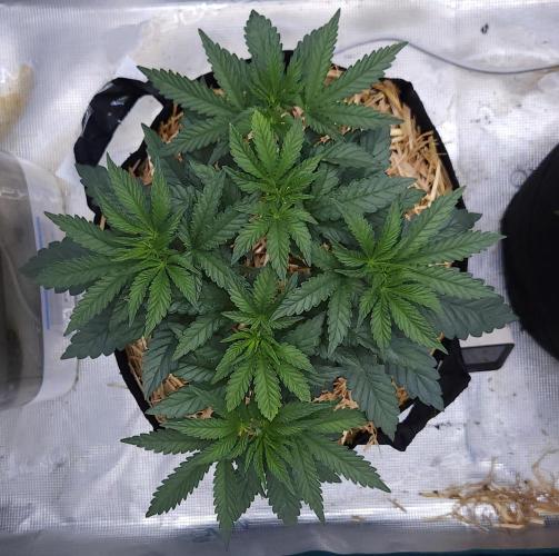 Romdog/Garlic Fever LSO + Organics !. Week 5 - Garlic Fever (Day 28)