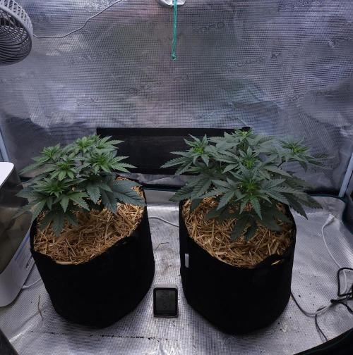 Romdog/Garlic Fever LSO + Organics !. Week 5 - 07/16/26