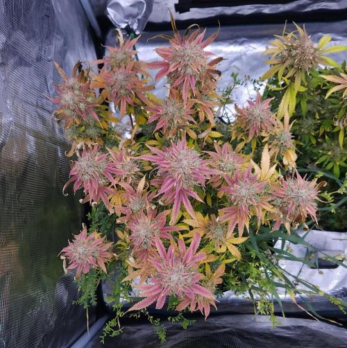 Night Owl LSO/Organics !. Week 11 - Chem 'N' Kush (Day 76)