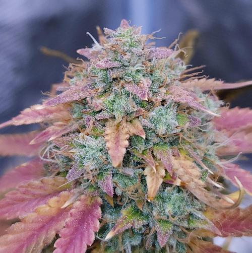 Night Owl LSO/Organics !. Week 11 - Chem 'N' Kush (Day 76)
