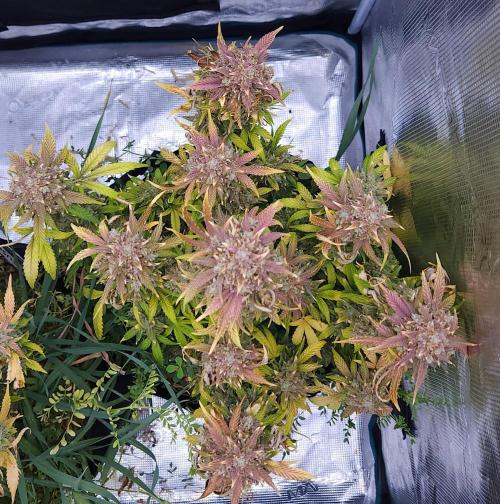 Night Owl LSO/Organics !. Week 11 - Instant Classik (Day 76)