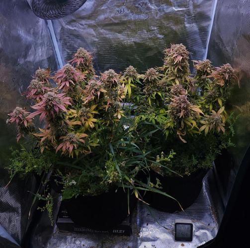 Night Owl LSO/Organics !. Week 11 - 07/16/26