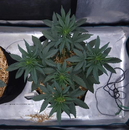 Romdog/Garlic Fever LSO + Organics !. Week 5 - Romdog (Day 29)