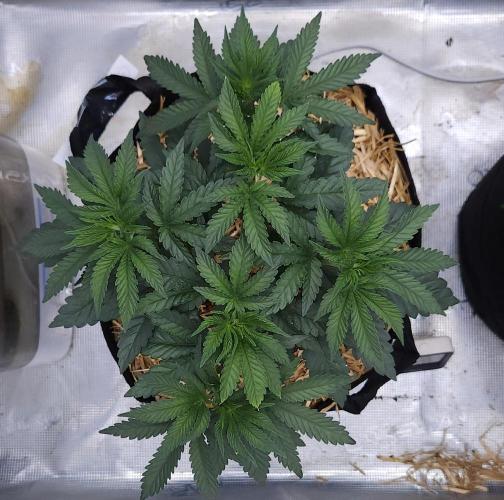 Romdog/Garlic Fever LSO + Organics !. Week 5 - Garlic Fever (Day 29)