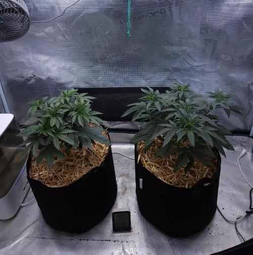 Romdog/Garlic Fever LSO + Organics !. Week 5 - 07/17/26