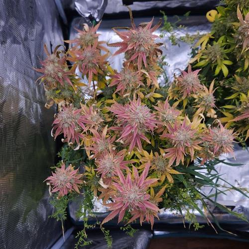 Night Owl LSO/Organics !. Week 12 - Chem 'N' Kush (Day 77)