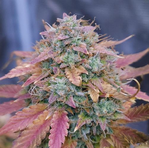 Night Owl LSO/Organics !. Week 12 - Chem 'N' Kush (Day 77)