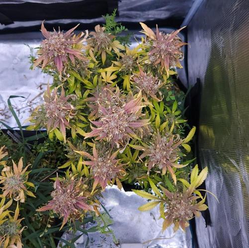 Night Owl LSO/Organics !. Week 12 - Instant Classik (Day 77)