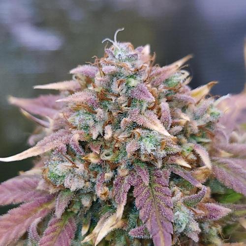 Night Owl LSO/Organics !. Week 12 - Instant Classik (Day 77)