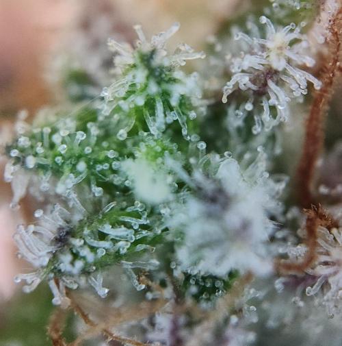Night Owl LSO/Organics !. Week 12 - Instant Classik (Day 77)