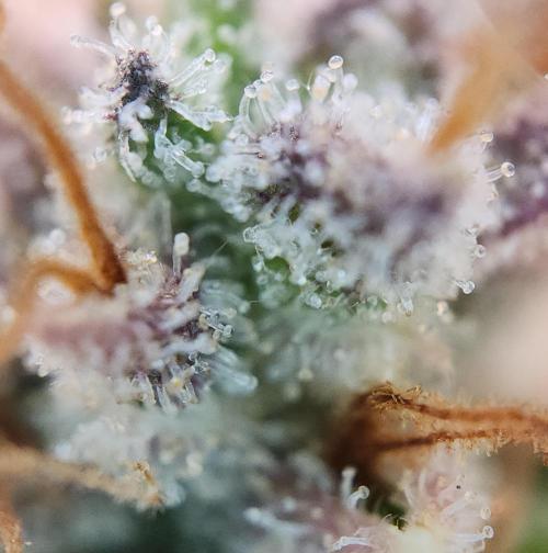 Night Owl LSO/Organics !. Week 12 - Instant Classik (Day 77)