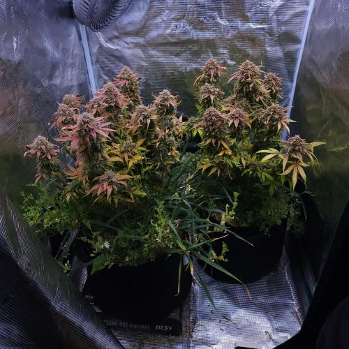 Night Owl LSO/Organics !. Week 12 - 07/17/26