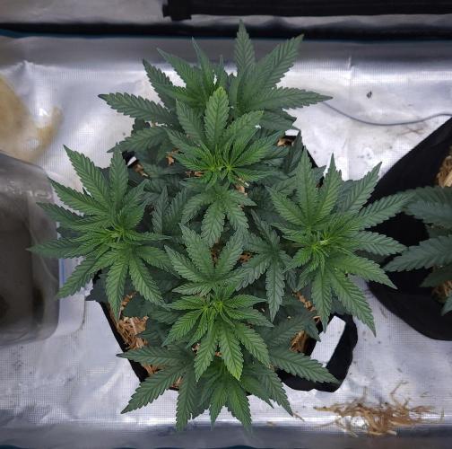 Romdog/Garlic Fever LSO + Organics !. Week 5 - Garlic Fever (Day 30)