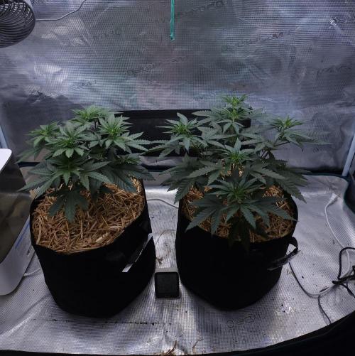 Romdog/Garlic Fever LSO + Organics !. Week 5 - 07/18/26