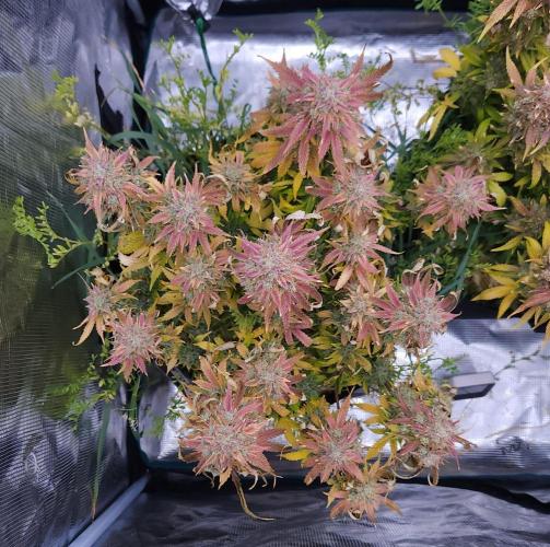 Night Owl LSO/Organics !. Week 12 - Chem 'N' Kush (Day 78)