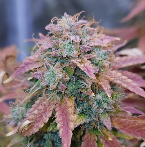 Night Owl LSO/Organics !. Week 12 - Chem 'N' Kush (Day 78)