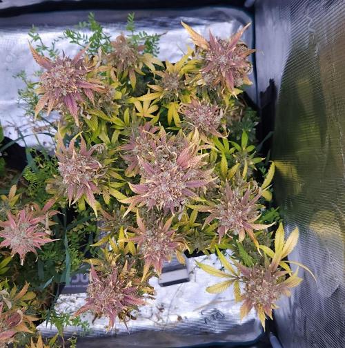 Night Owl LSO/Organics !. Week 12 - Instant Classik (Day 78)
