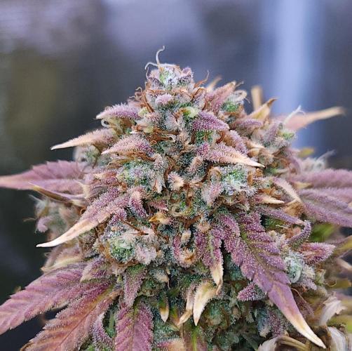 Night Owl LSO/Organics !. Week 12 - Instant Classik (Day 78)