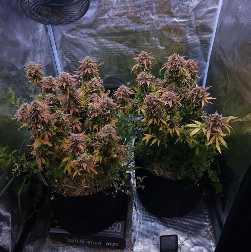 Night Owl LSO/Organics !. Week 12 - 07/18/26