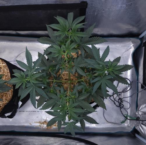 Romdog/Garlic Fever LSO + Organics !. Week 5 - Romdog (Day 31)