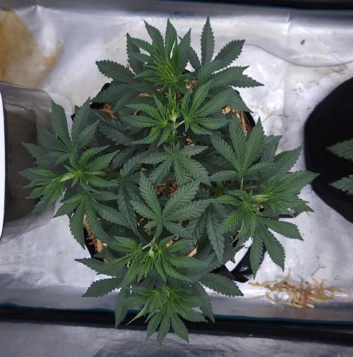 Romdog/Garlic Fever LSO + Organics !. Week 5 - Garlic Fever (Day 31)