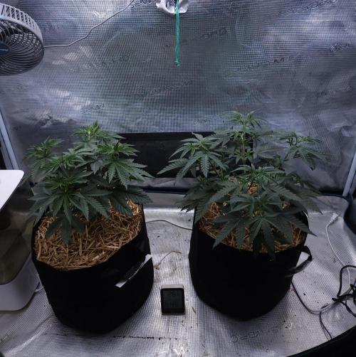 Romdog/Garlic Fever LSO + Organics !. Week 5 - 07/19/26