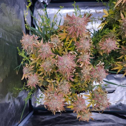 Night Owl LSO/Organics !. Week 12 - Chem 'N' Kush (Day 79)