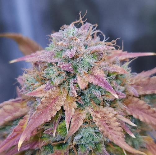 Night Owl LSO/Organics !. Week 12 - Chem 'N' Kush (Day 79)