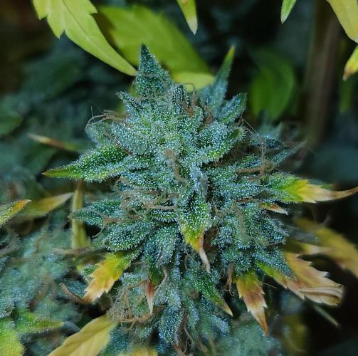 Night Owl LSO/Organics !. Week 12 - Chem 'N' Kush (Day 79)